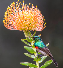 Southern Double-collared Sunbird