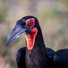 Southern Ground Hornbill