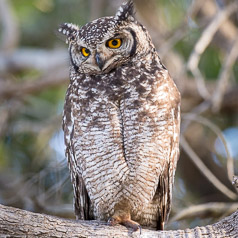 Spotted Eagle-owl