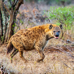 Spotted Hyena