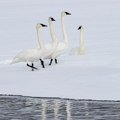 Snowshoeing Swans