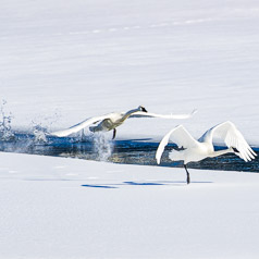 Dance on the Yellowstone