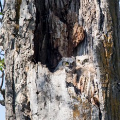 Two Great-Horned Owlets in Nest Cavity