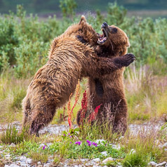 Afternoon Dance