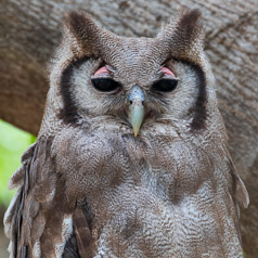 Verreaux’s Eagle-owl