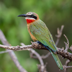 White-fronted Bee-eater