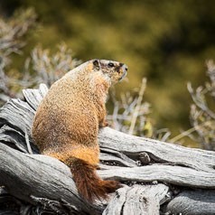 Marmot Profile