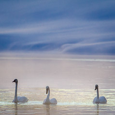 Trumpeter Sunrise on the Yellowstone River