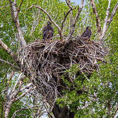 Bald Eagle Young