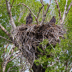 Bald Eagle Young