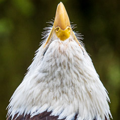 Eagle Brank Candy Corn