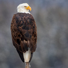 Winter Eagle