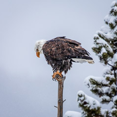 Snowy Perch