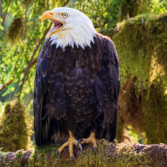 Deep in the Tongass Forest