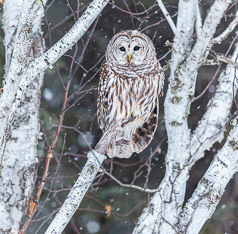 Barred Owl on Birch Perch