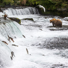 Salmon Spawning