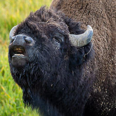 Bison Bellow