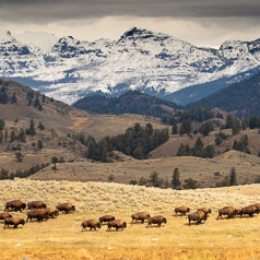 Where the Bison Roam