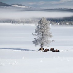 Hayden Valley Bison