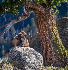 Bison, Rock, Tree