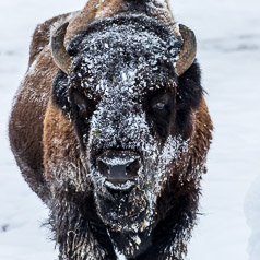 Snow Mask