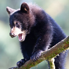 Gymnast Cub