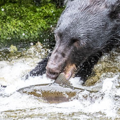 Focused Bear