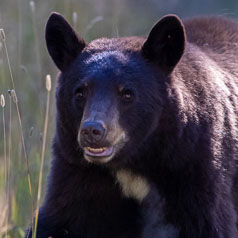 Bruin in the Morning