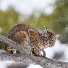 Up a Tree