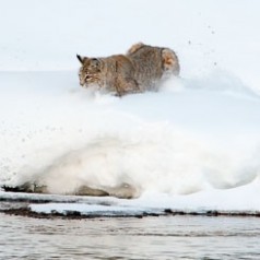 Bobcat Landing 1