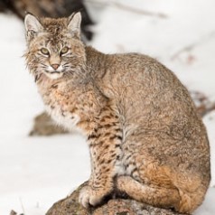 Wildcat at Rest