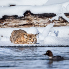 Bobcat Dreams