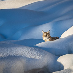 In the Snow Pillows