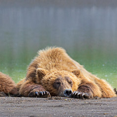 Coastal Brown Bears Napping