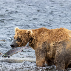 Dinner Caught