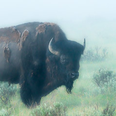 Bison in the Mist