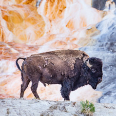 Bison at Canary Spring