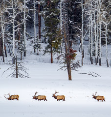 Bull Elk in Lamar Valley