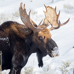 Moose Marvels