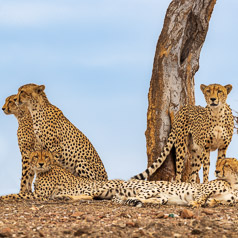 Cheetah Family