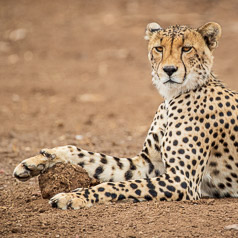 Cheetah Paw Stool