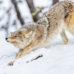 Downward Coyote