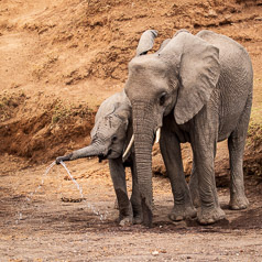 Little Squirt - Elephant Calf