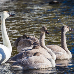 Swan Family Seven