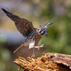 Avian Ballet