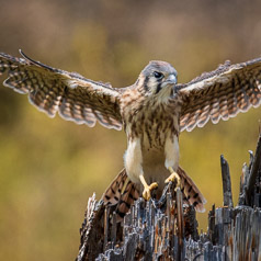 Fierce Fledgling