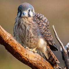 First Light - Young Female American Kestrel