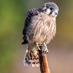 Female Fledgling Portrait