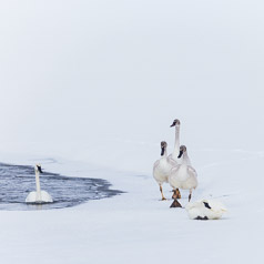 Trumpeter Swan Family In Winter