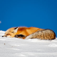 Melting Fox on Ice